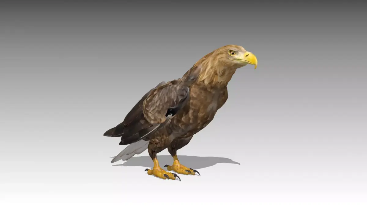 White-tailed Eagle Low-poly 3D model