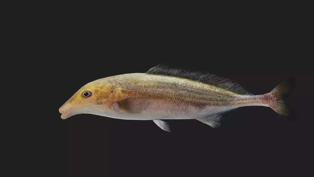 Elephantfish Low-poly 3D model buy