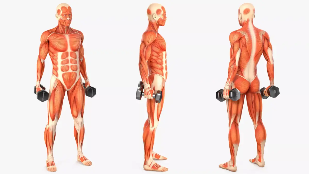 Anatomy Male Muscular System Biceps Curls Animated for Cinema 4D 3D model