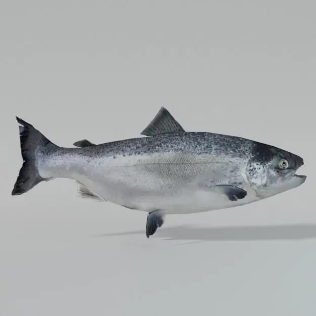 Salmon Fish Low-poly 3D model