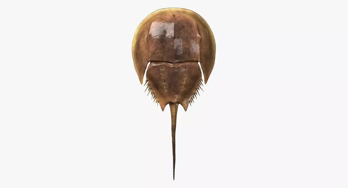 Horseshoe Crab 3D model purchase