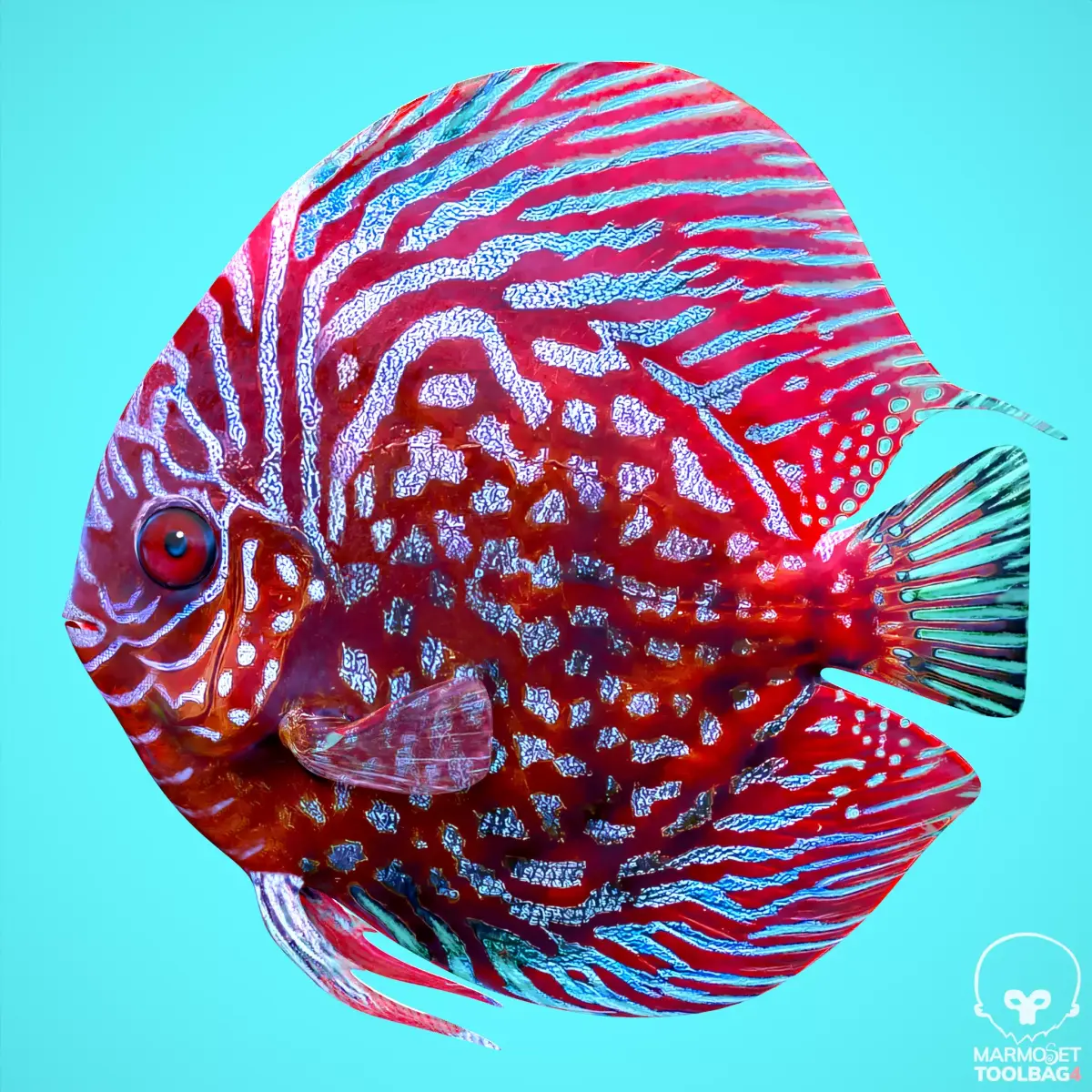 Fish Discus Low-poly 3D model
