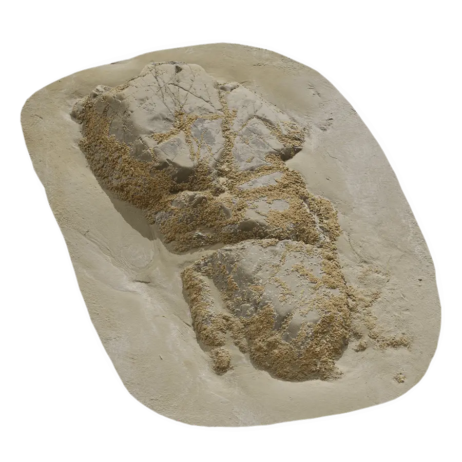  Medium Limpet Covered Beach Rock Model  purchase