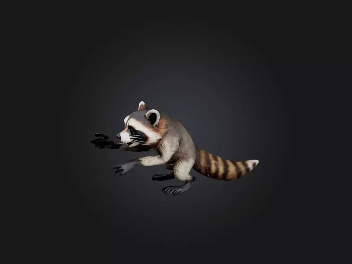 Realistic Hurt Raccoon Model Low-poly 3D model