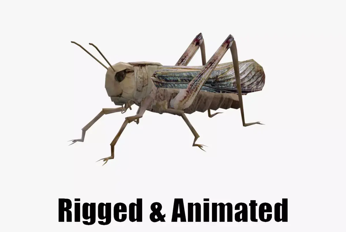 Animated Locust Grasshopper Low-poly 3D model