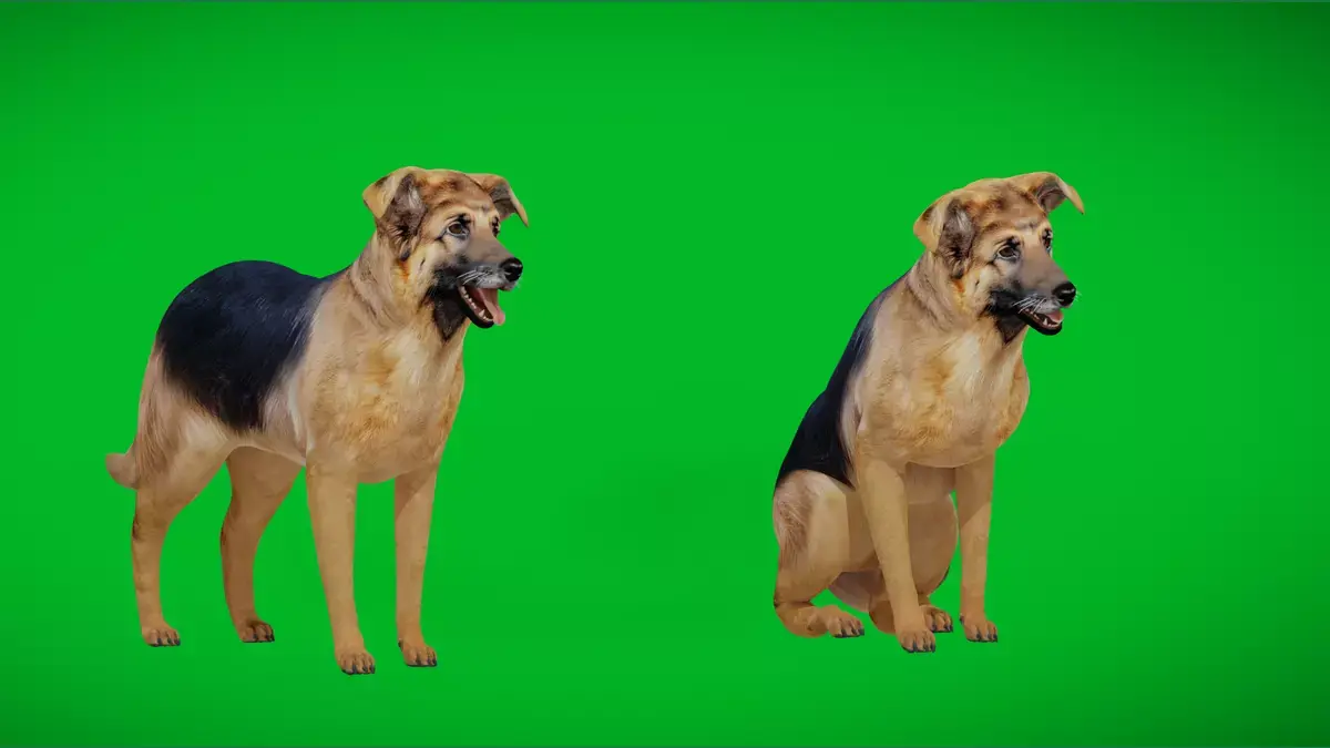 German Sheprador Dog Free 3D model