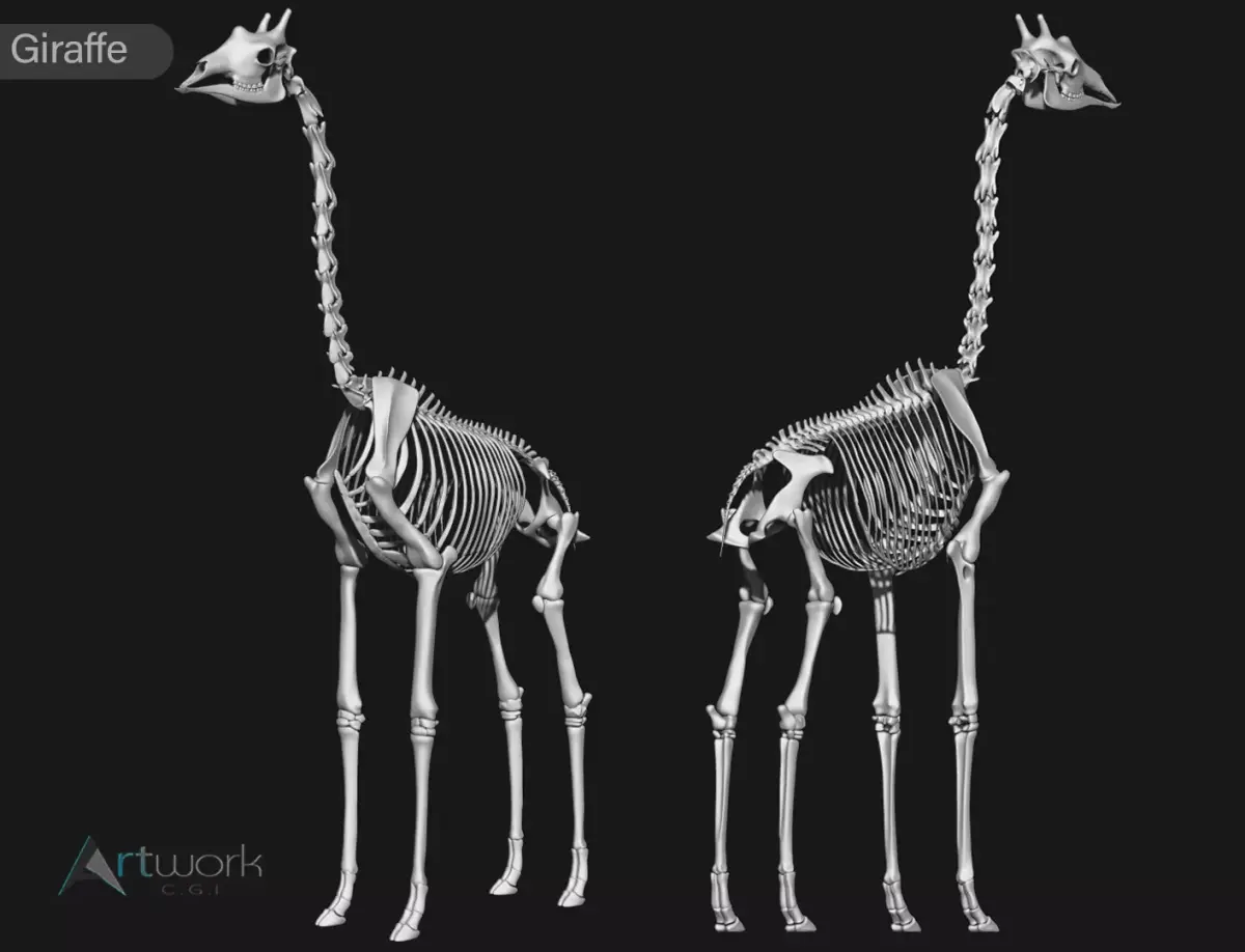 Giraffe skeleton 3D model