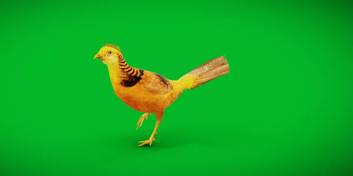 Chinese Golden Pheasant Bird Free low-poly 3D model
