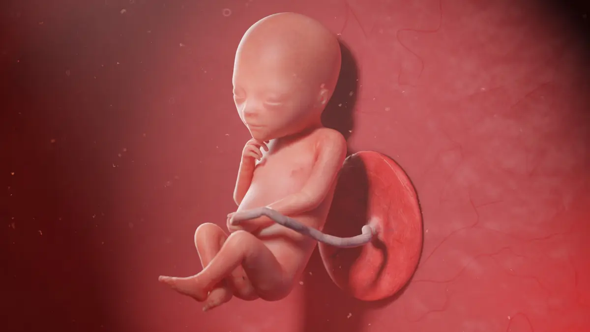Fetus Anatomy Week 19 Static 3D model