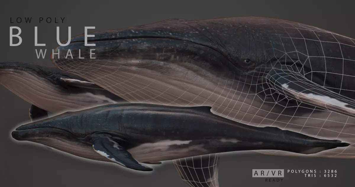 Blue Whale  Low-poly 3D model purchase