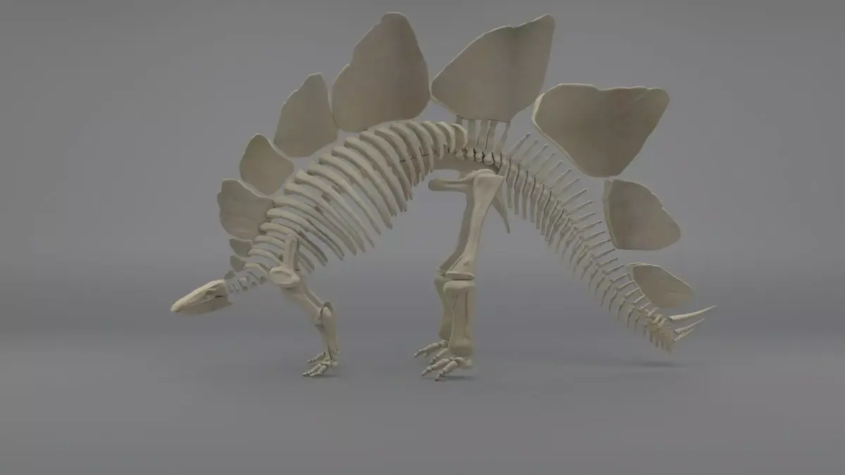 Stegosaurus Skeleton 3D model