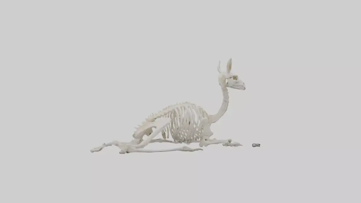Lying Skeleton Alpaca 1 Low-poly 3D model