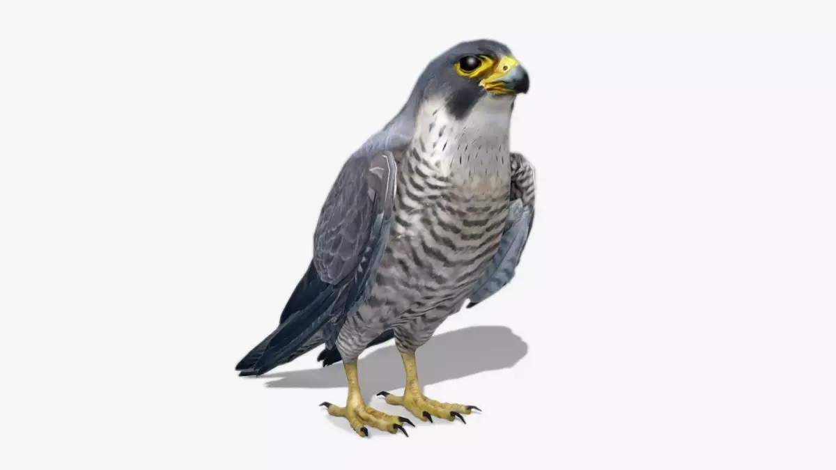 Falcon in flight Low-poly 3D model