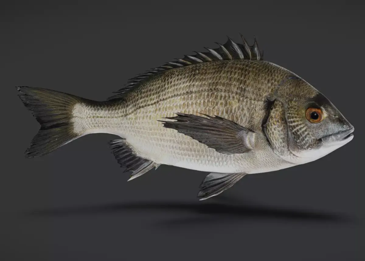 Seabream Animated 3D model