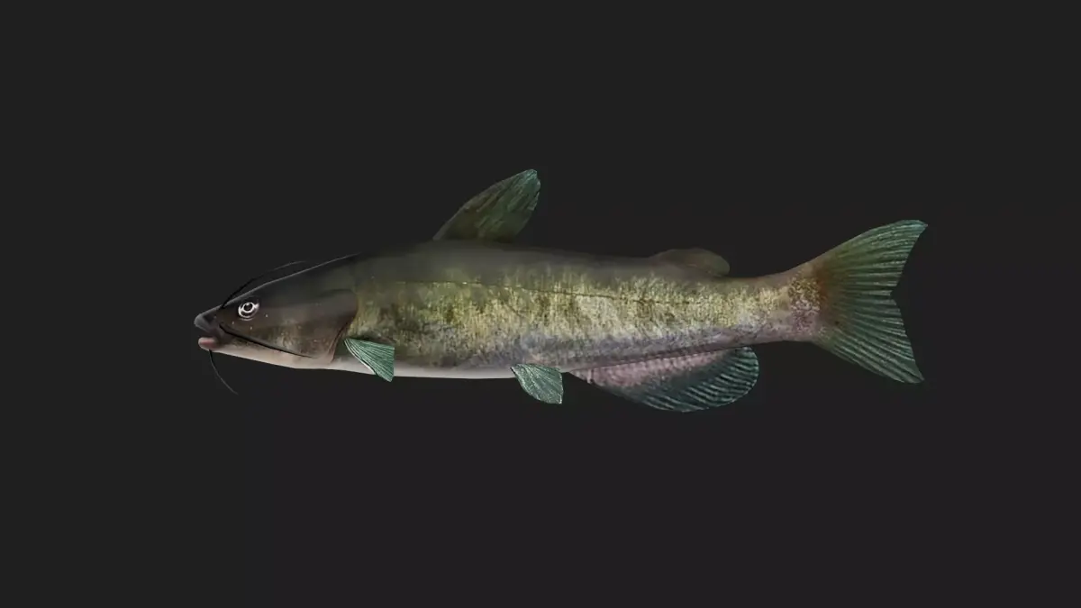 Catfish Low-poly 3D model 12