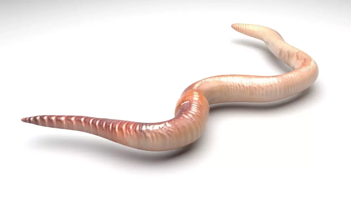 Earthworm 3D model