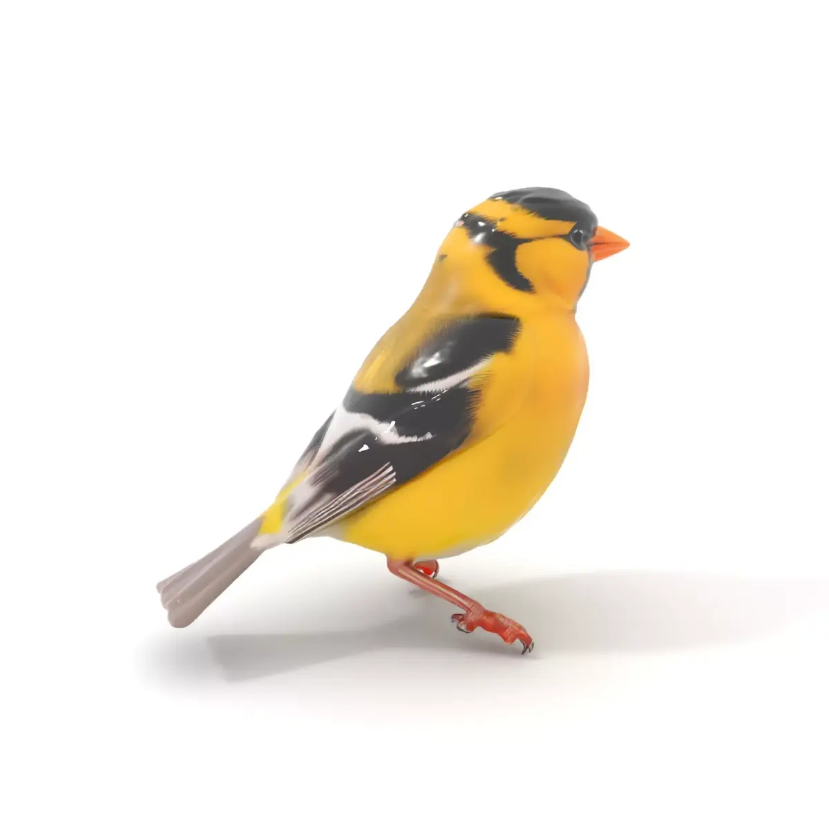 Vivid Finch Bird model pack Low-poly 3D model