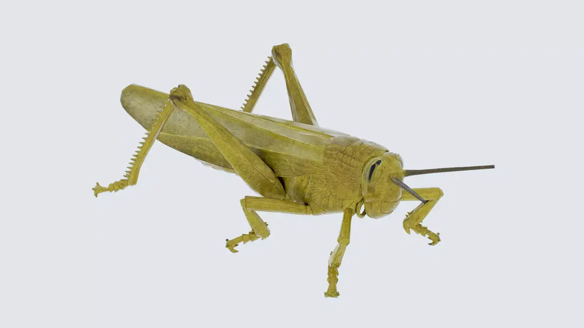 Grasshopper Low-poly 3D model