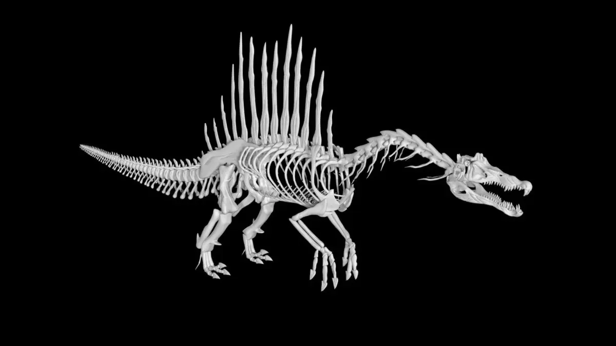 Spinosaurus skeleton Low-poly 3D model