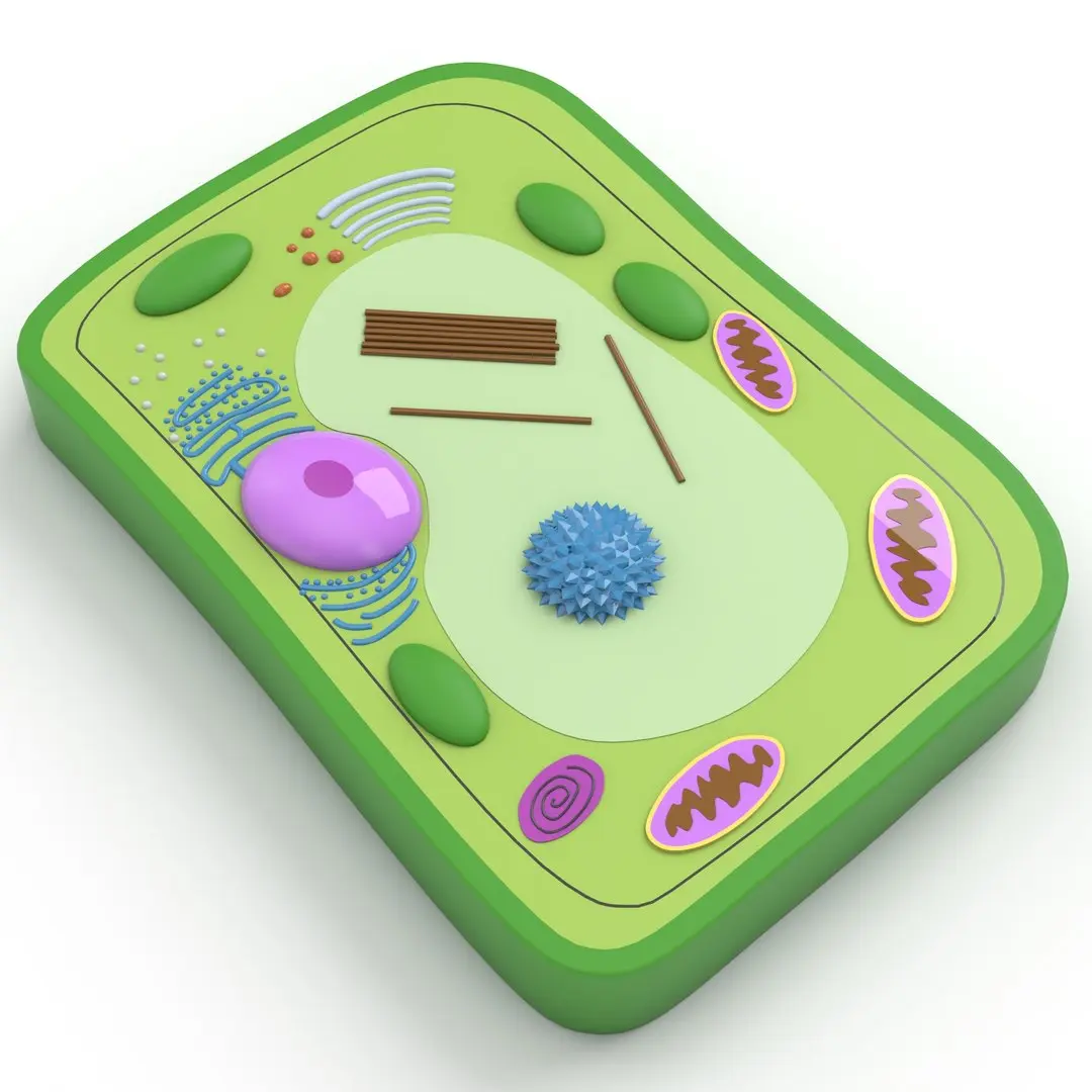 Plant Cell 3D model