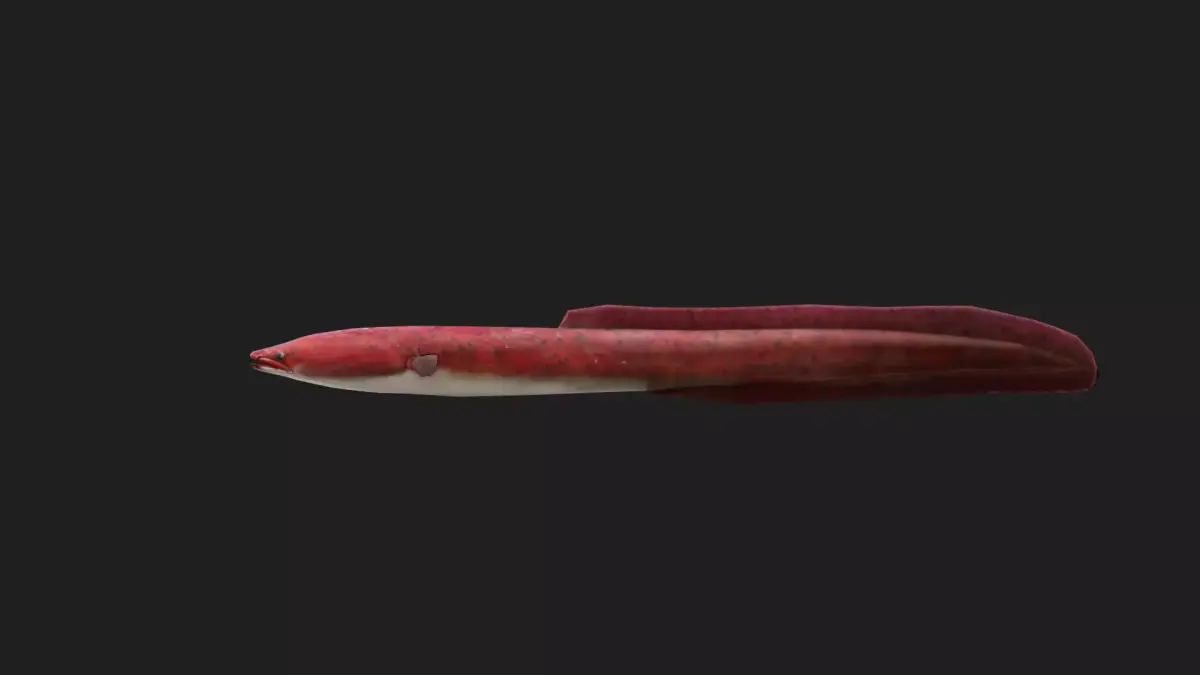 Eel fish Low-poly 3D model