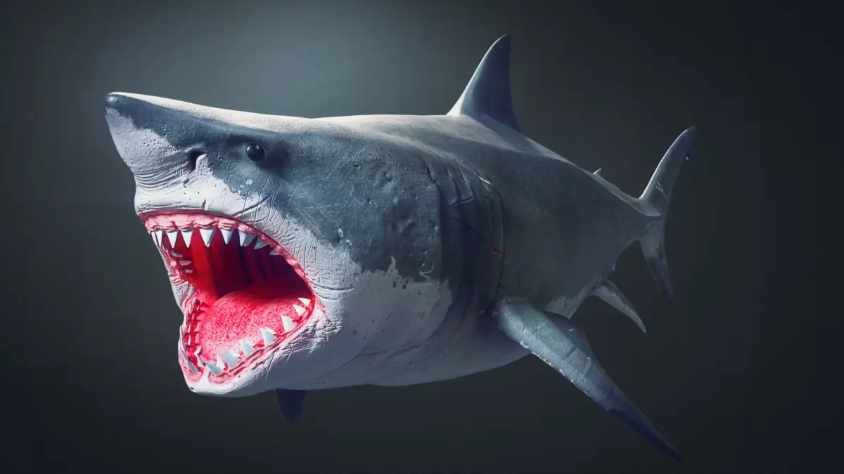Great White Shark 3D model 3