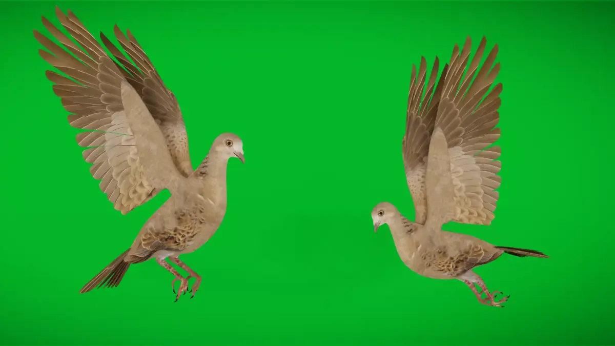 European Turtle Dove Bird Low-poly 3D model
