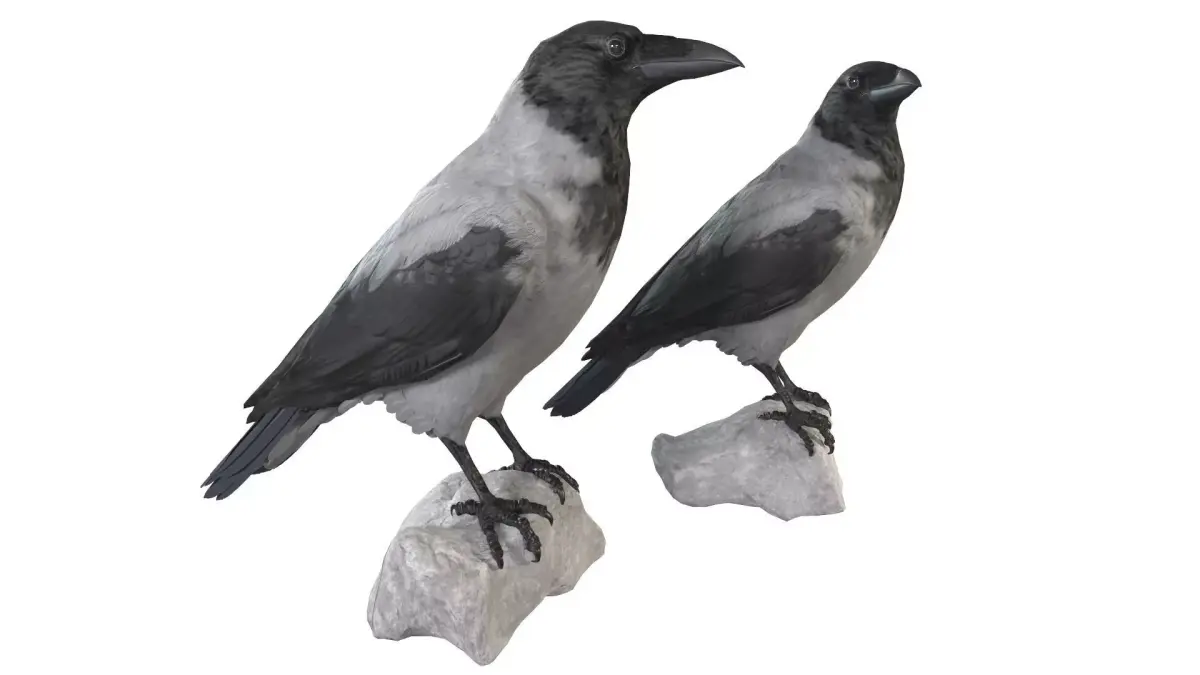  Hooded Crow 3D model