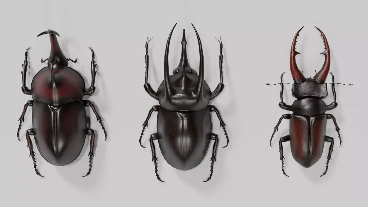Stag rhinoceros atlas beetles realistic plus gold textures 3D model