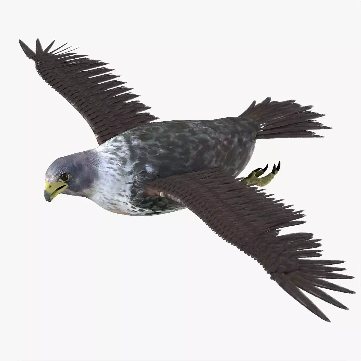 Falcon bird rigged 3d model Low-poly 3D model