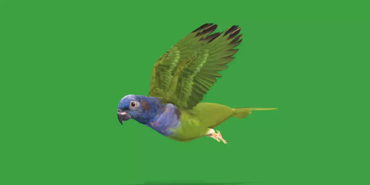 Pionus Parrot Bird Low-poly 3D model