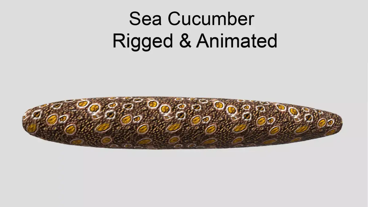 Sea Cucumber Realistic Animated Low-poly 3D model