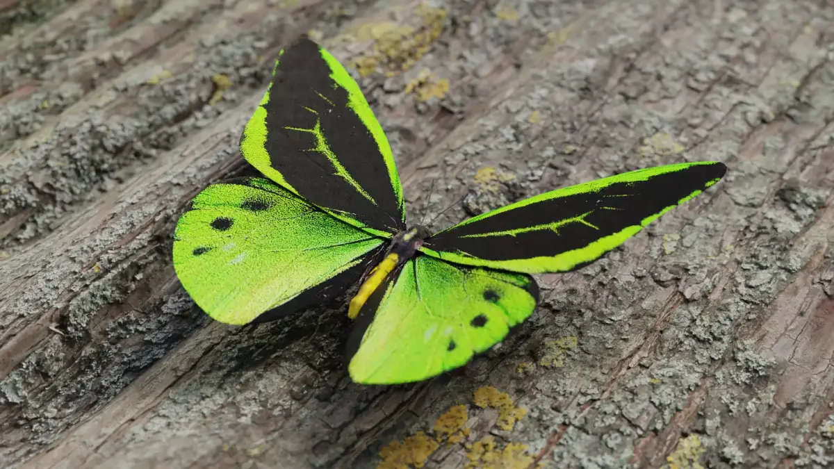 Green Birdwing Butterfly Low-poly 3D model