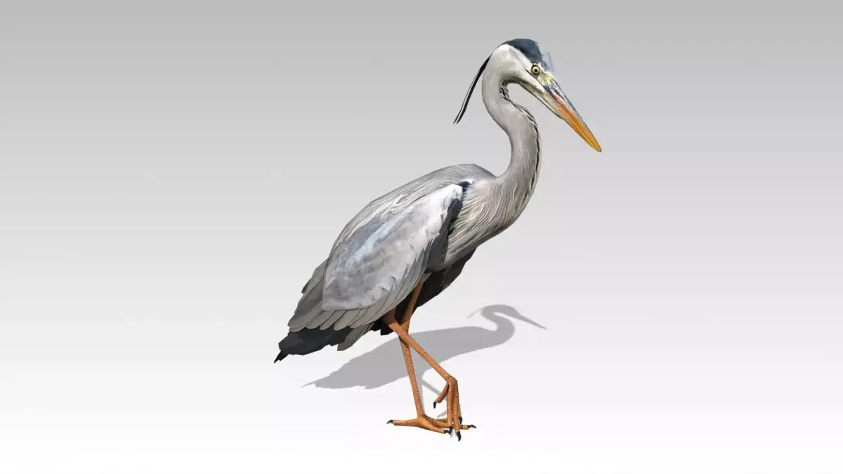 Heron Low-poly 3D model
