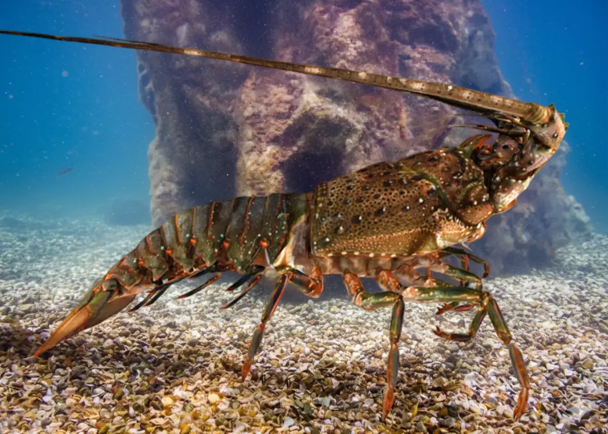 Realistic Lobster Animated 3D model
