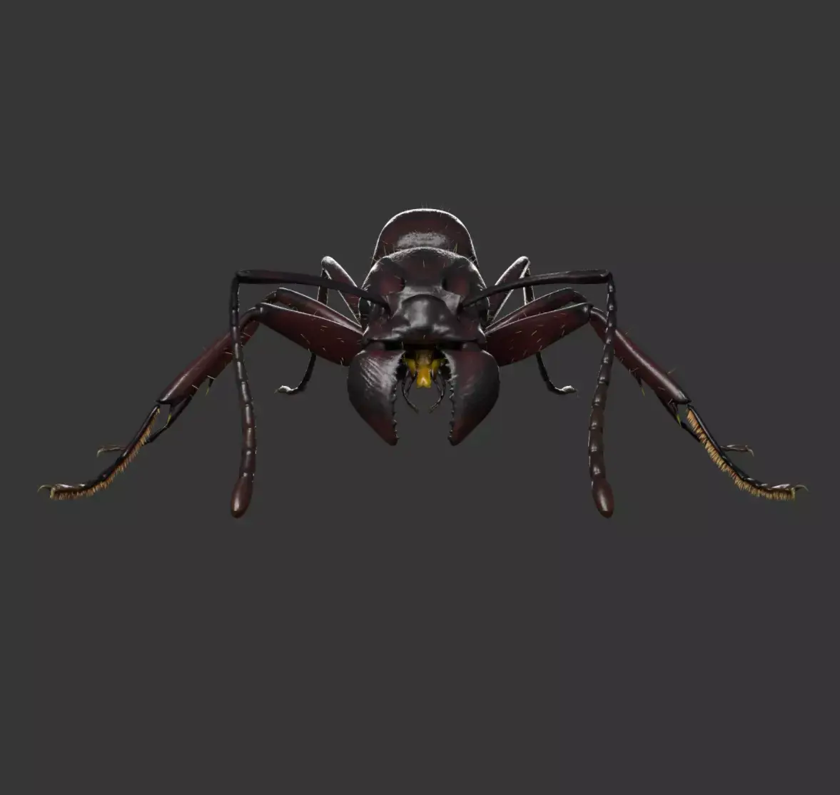Ant Rig 3D model buy
