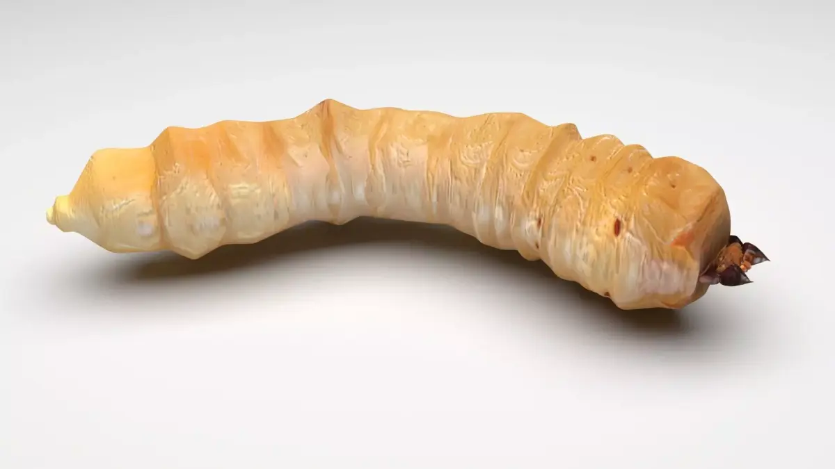 Maggot 3D model