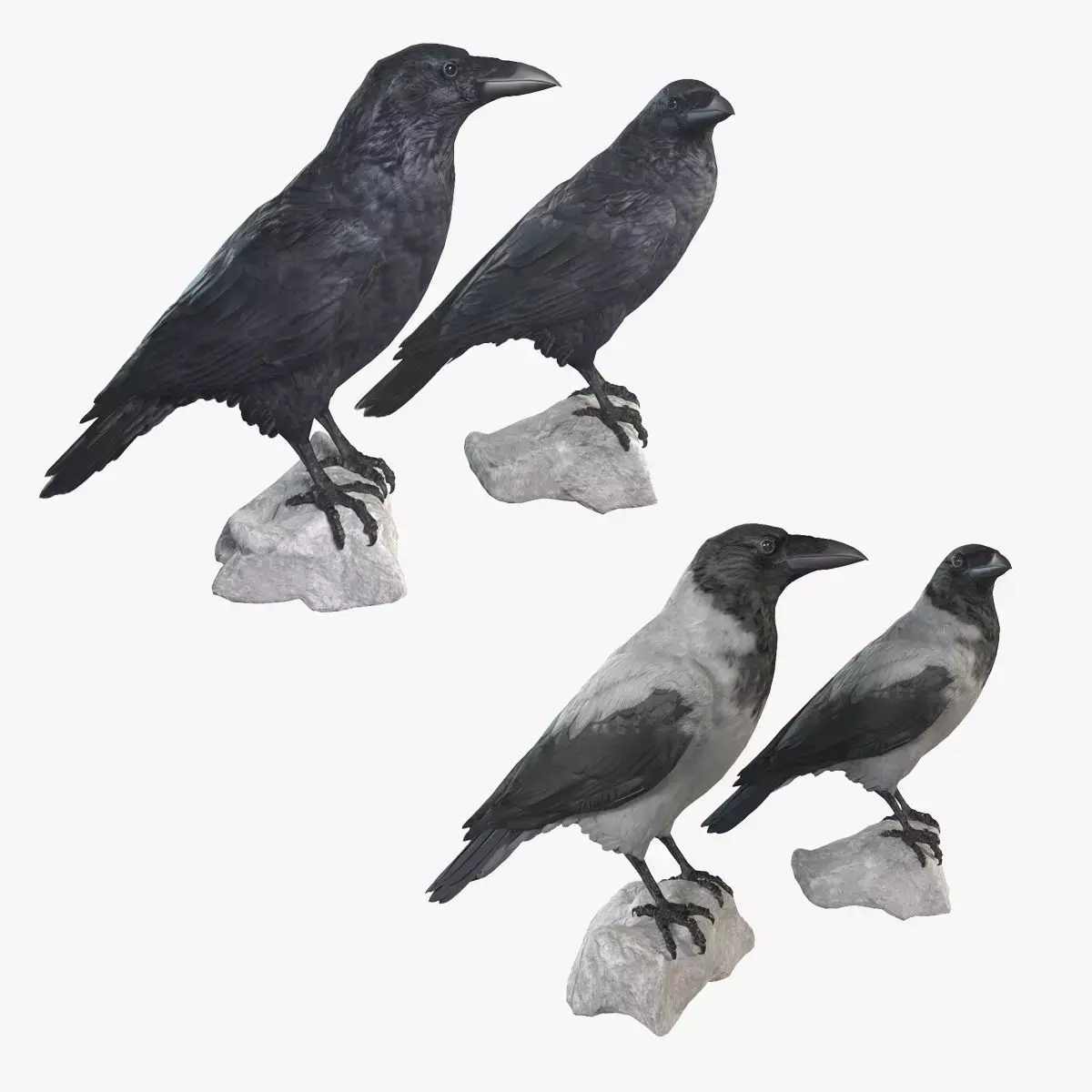 Raven Collection pair of crow statues 3D model