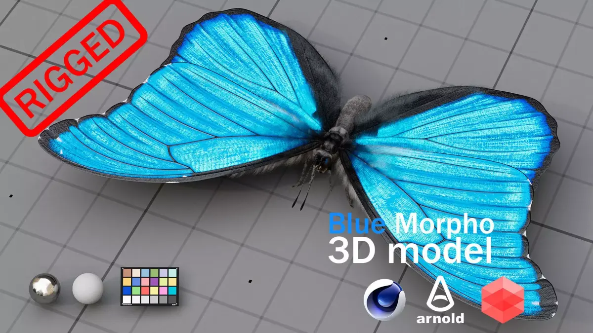 The Blue Morpho butterfly  3D model