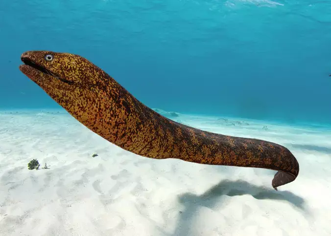 Realistic Moray Eel Animated 3D model