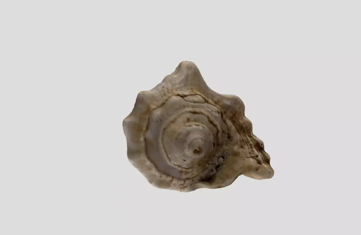 A sea shell 3D model