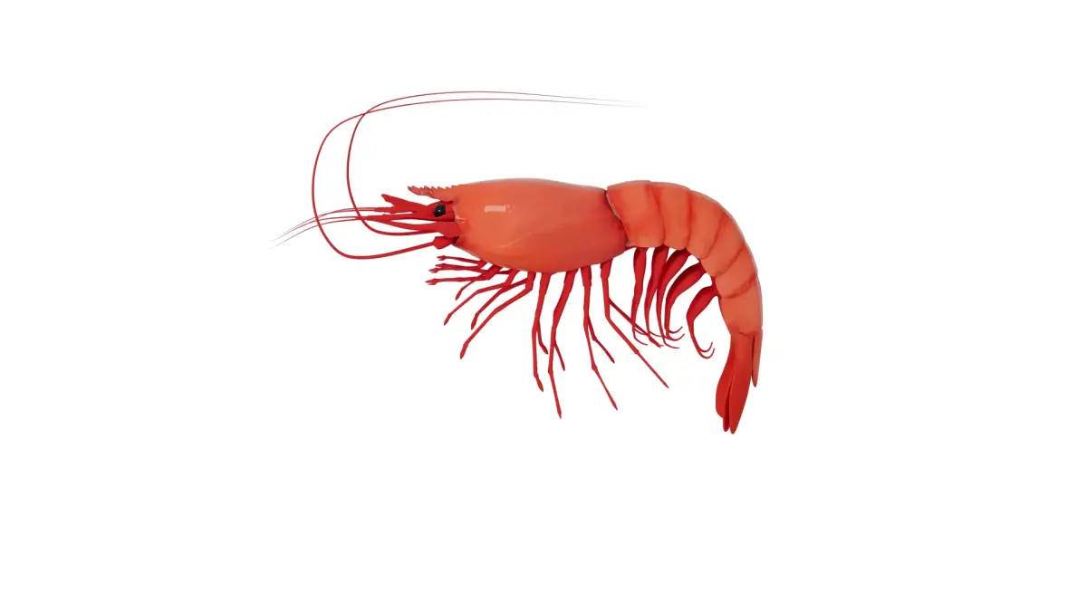 Shrimp 3D model purchase