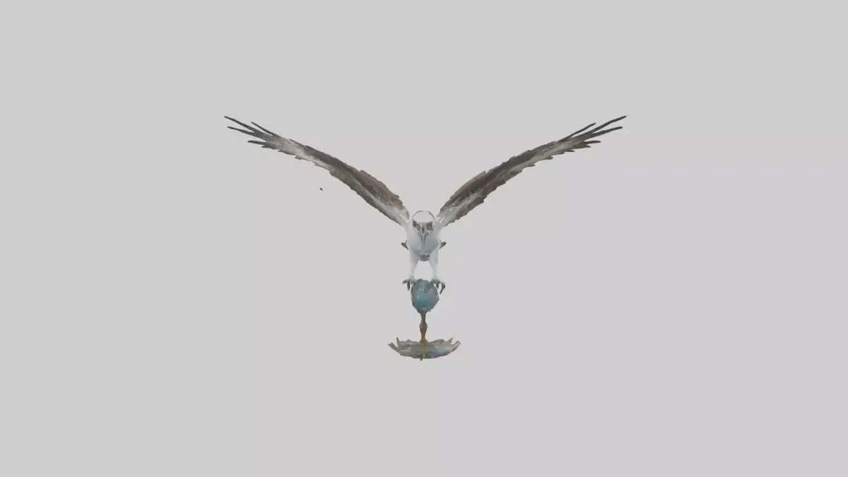 Osprey catching fish model 3D model