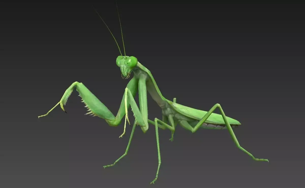 mantis insect Low-poly 3D model purchase
