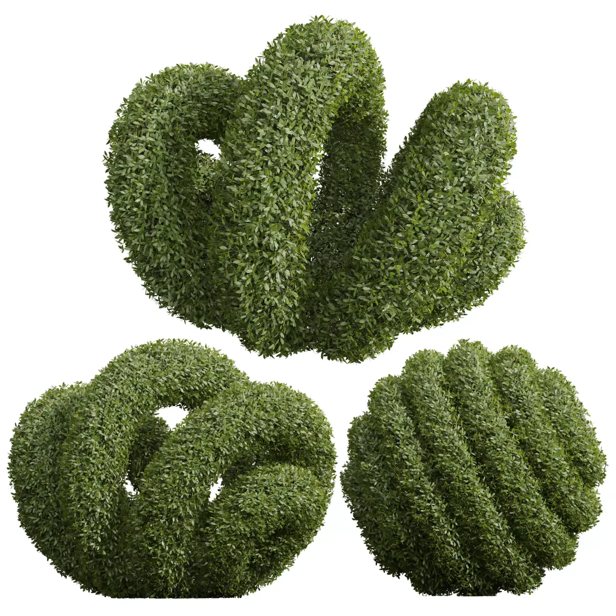 New Plant Ligustrum Quihoui Privet Pruned02 3D model