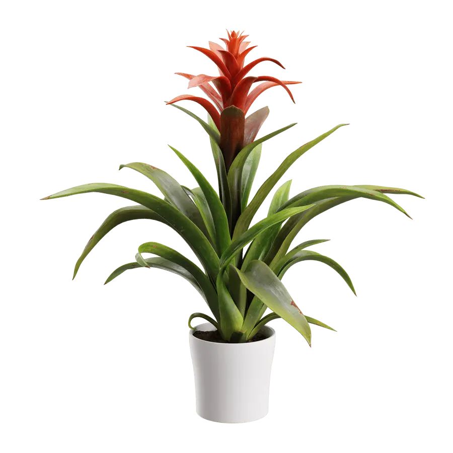  Bromelia Plant Model  purchase
