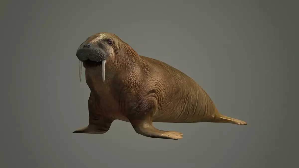 walrus large flippered marine mammal arctic ocean atlantic 3D model