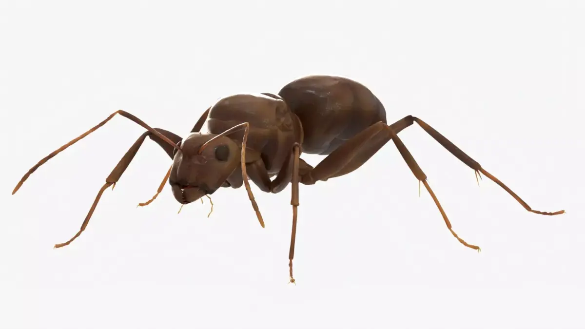 4K Lifelike Ant Low-poly 3D model