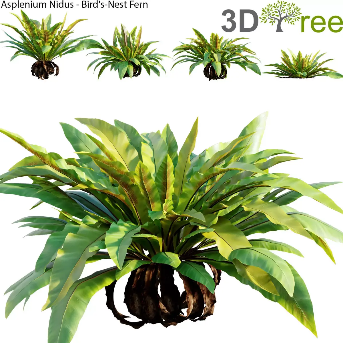 Asplenium Nidus - Bird-Nest Fern 01 3D model