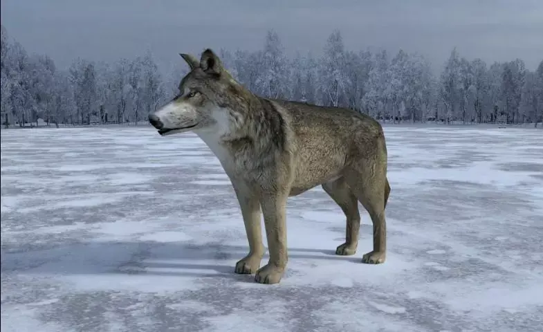 Gray Wolf Low-poly 3D model